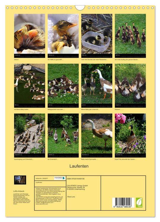Produktbild: Laufenten (Wandkalender 2026 DIN A3 hoch), CALVENDO Monatskalender