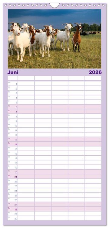 Produktbild: Familienplaner 2026 - Wanderung durch die zauberhafte L&uuml;neburger Heide mit 5 Spalten (Wandkalender, 21 x 45 cm) CALVENDO