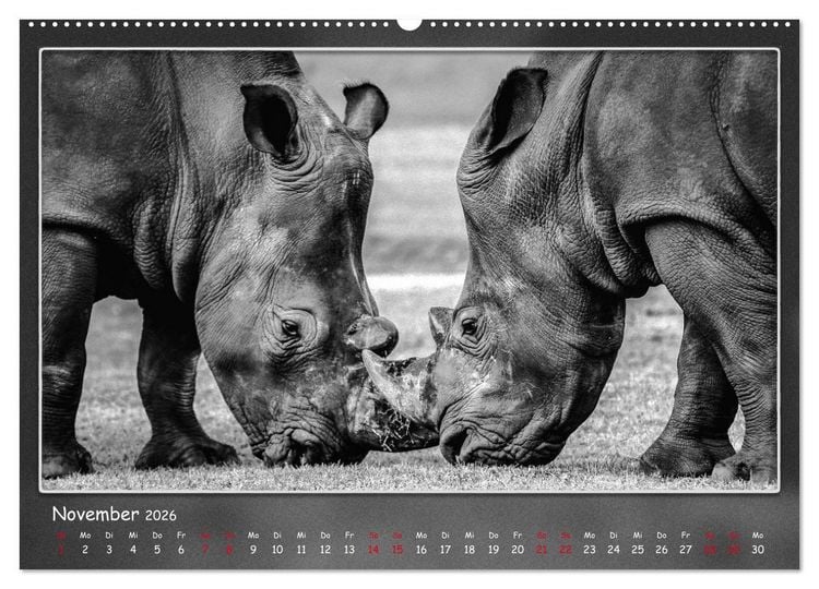 Produktbild: Tieren ins Gesicht geschaut (hochwertiger Premium Wandkalender 2026 DIN A2 quer), Kunstdruck in Hochglanz