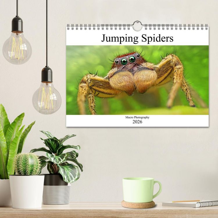 Produktbild: Jumping Spiders (Wall Calendar 2026 DIN A4 landscape), CALVENDO 12 Month Wall Calendar