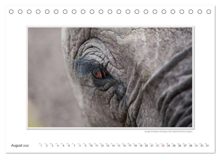 Produktbild: Emotionale Momente: Aus dem Leben der Elefanten. / CH-Version (Tischkalender 2026 DIN A5 quer), CALVENDO Monatskalender