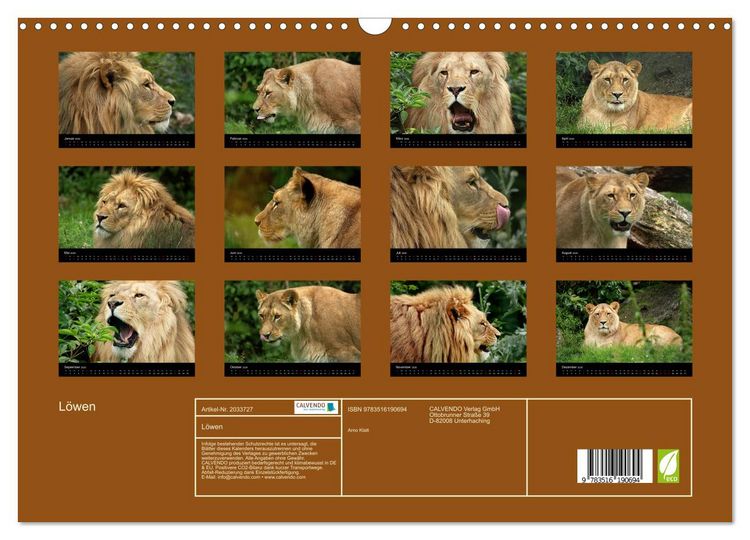 Produktbild: L&ouml;wen (Wandkalender 2026 DIN A3 quer), CALVENDO Monatskalender