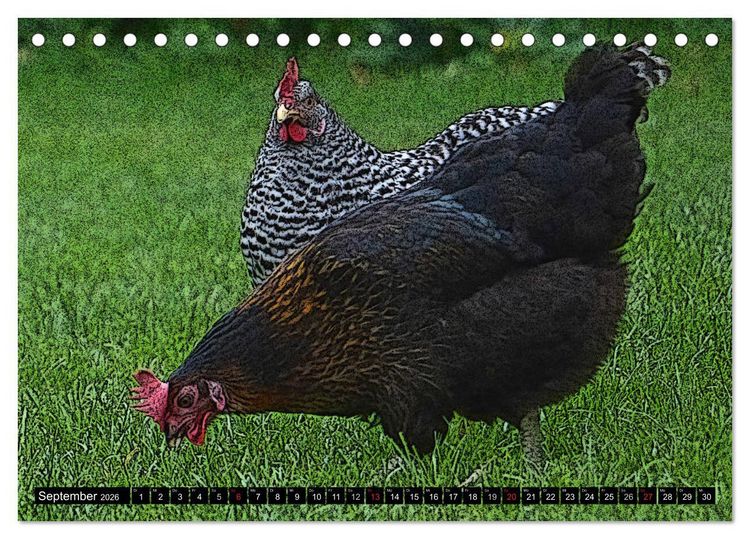 Produktbild: Die H&uuml;hner sind los! (Tischkalender 2026 DIN A5 quer), CALVENDO Monatskalender