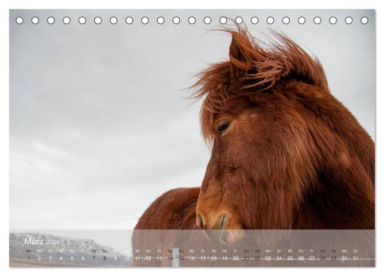Produktbild: Islandpferde - Stolz und Stark durch Sommer und Winter (Tischkalender 2026 DIN A5 quer), CALVENDO Monatskalender