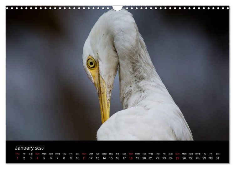 Produktbild: World of Heron (Wall Calendar 2026 DIN A3 landscape), CALVENDO 12 Month Wall Calendar
