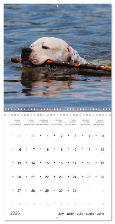 Produktbild: American Bulldog (Wall Calendar 2026 12 &times; 12 Inch) CALVENDO 12 Month Wall Calendar