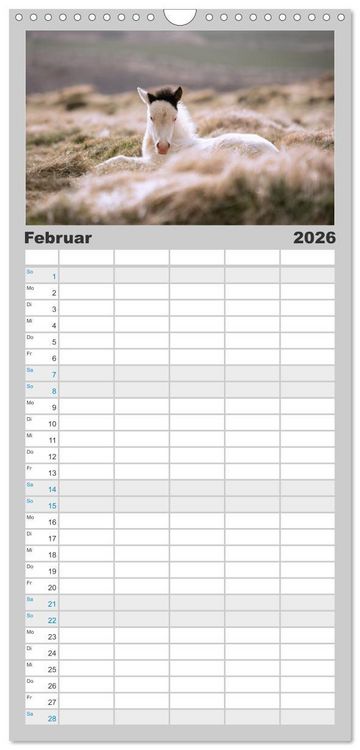 Produktbild: Familienplaner 2026 - Islandpferde Kalender - Pferde von der Insel aus Feuer und Eis mit 5 Spalten (Wandkalender, 21 x 45 cm) CALVENDO
