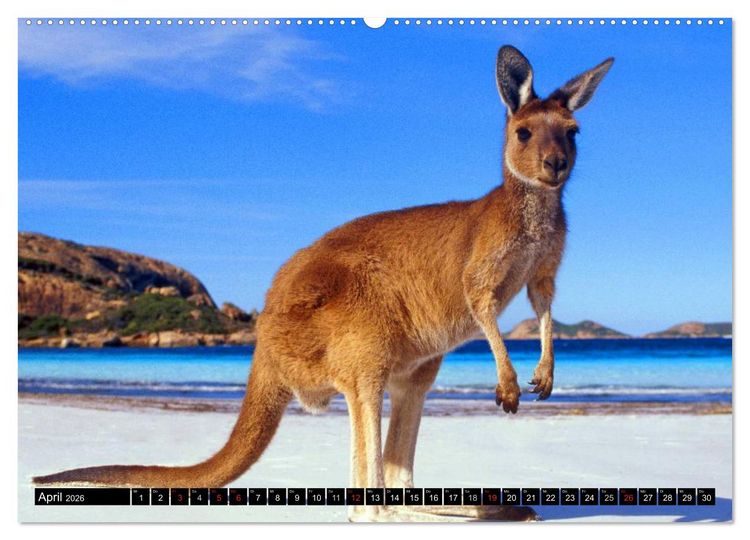 Produktbild: Australiens Tierwelt (Wandkalender 2026 DIN A2 quer), CALVENDO Monatskalender