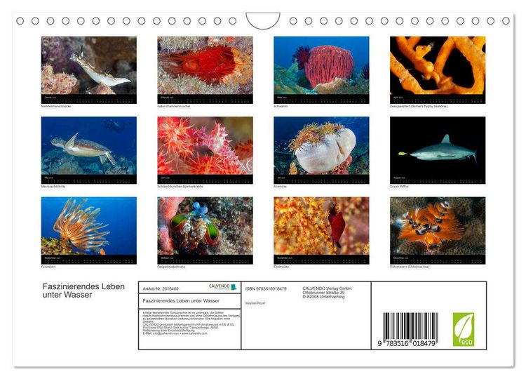 Produktbild: Faszinierendes Leben unter Wasser (Wandkalender 2026 DIN A4 quer), CALVENDO Monatskalender