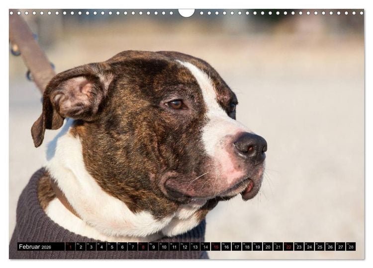 Produktbild: Pit Bull und Co. - Geliebt, gef&uuml;rchtet, missverstanden (Wandkalender 2026 DIN A3 quer), CALVENDO Monatskalender
