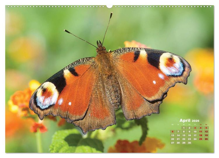 Produktbild: GEOclick Lernkalender: Portr&auml;ts einheimischer Schmetterlinge (Wandkalender 2026 DIN A2 quer), CALVENDO Monatskalender