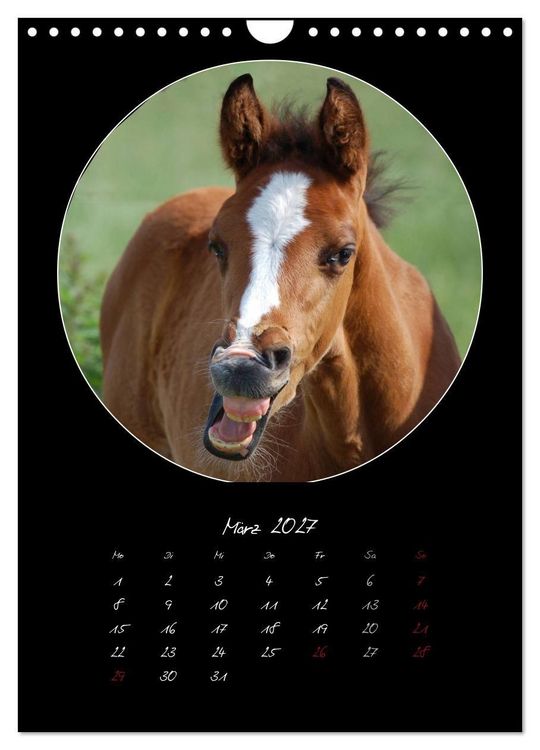 Produktbild: Crazy horses (Wandkalender 2027 DIN A4 hoch), CALVENDO Monatskalender