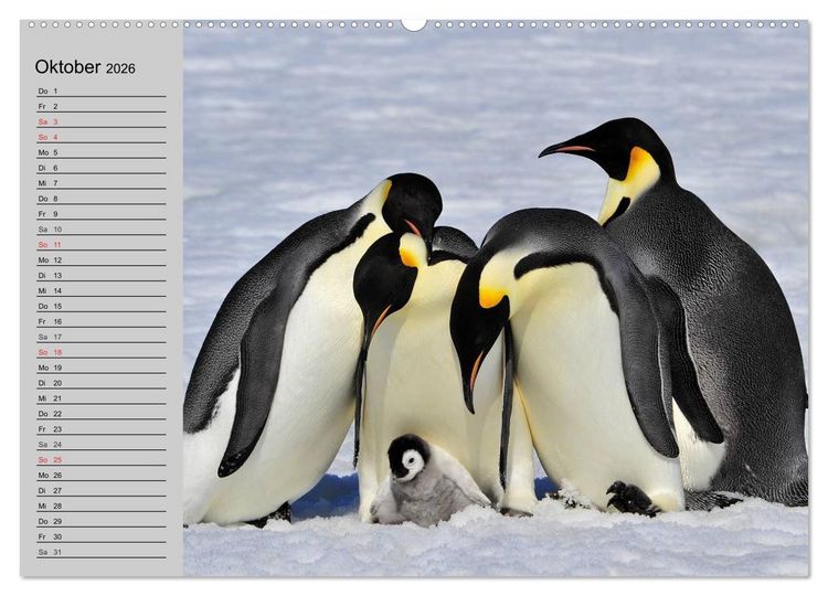Produktbild: Pinguine - Watscheln im festlichen Kleid (hochwertiger Premium Wandkalender 2026 DIN A2 quer), Kunstdruck in Hochglanz