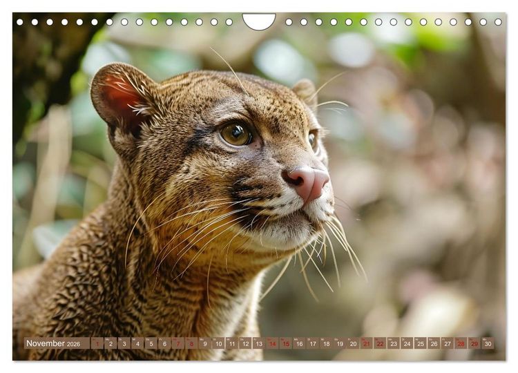 Produktbild: Wenn die wilden Katzen leise durch ihr Revier streifen (Wandkalender 2026 DIN A4 quer), CALVENDO Monatskalender