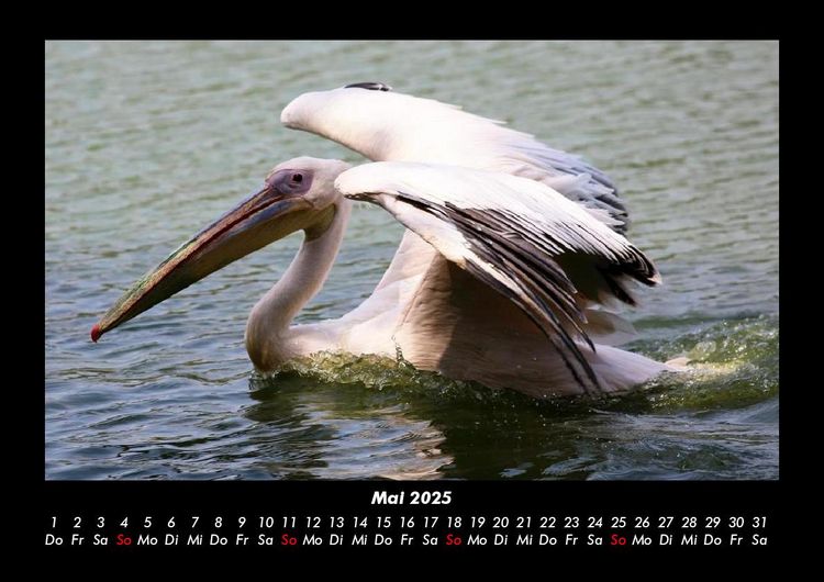 Produktbild: Welt der Tiere 2025 Fotokalender DIN A3
