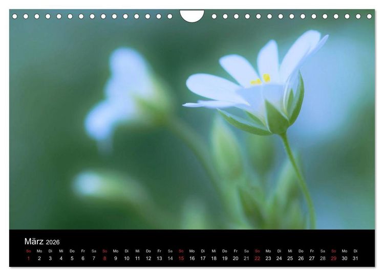 Produktbild: Wilde Bl&uuml;ten-Tr&auml;ume (Wandkalender 2026 DIN A4 quer), CALVENDO Monatskalender