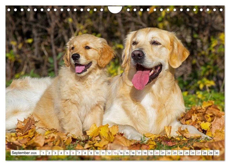 Produktbild: Goldige Herzensbrecher - Golden Retriever Welpen (Wandkalender 2026 DIN A4 quer), CALVENDO Monatskalender