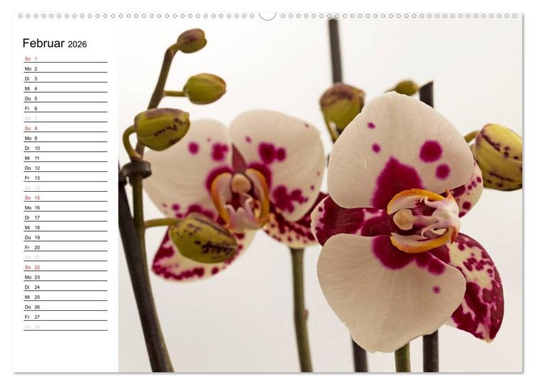 Produktbild: Bl&uuml;tenzauber Orchideen (hochwertiger Premium Wandkalender 2026 DIN A2 quer), Kunstdruck in Hochglanz