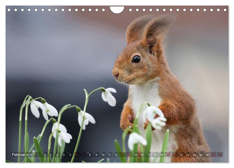 Produktbild: Eichh&ouml;rnchen in zauberhaften Posen (Wandkalender 2027 DIN A4 quer), CALVENDO Monatskalender