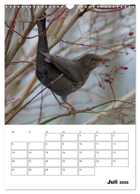 Produktbild: Heimische Singv&ouml;gel (Wandkalender 2026 DIN A3 hoch), CALVENDO Monatskalender