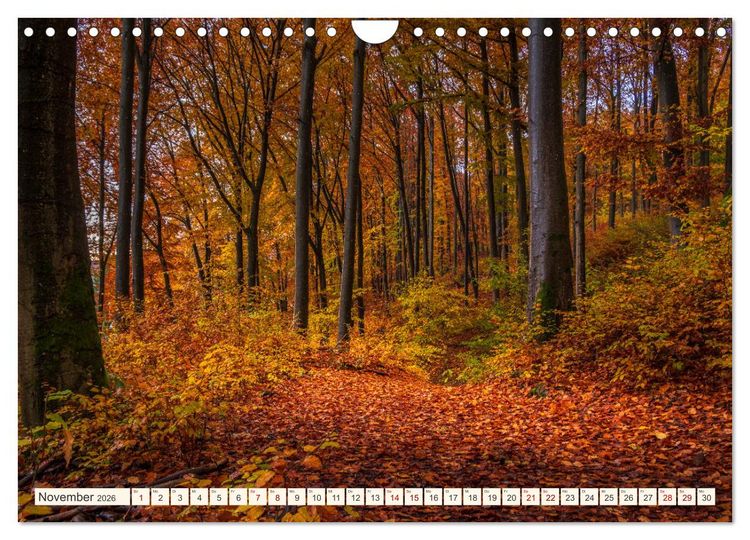 Produktbild: Im Zauber der W&auml;lder (Wandkalender 2026 DIN A4 quer), CALVENDO Monatskalender