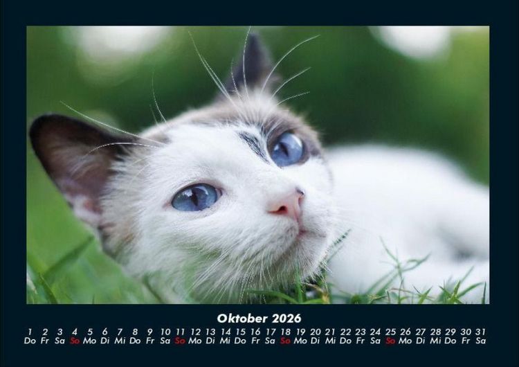 Produktbild: F&uuml;r Katzenfreunde 2026 Fotokalender DIN A4