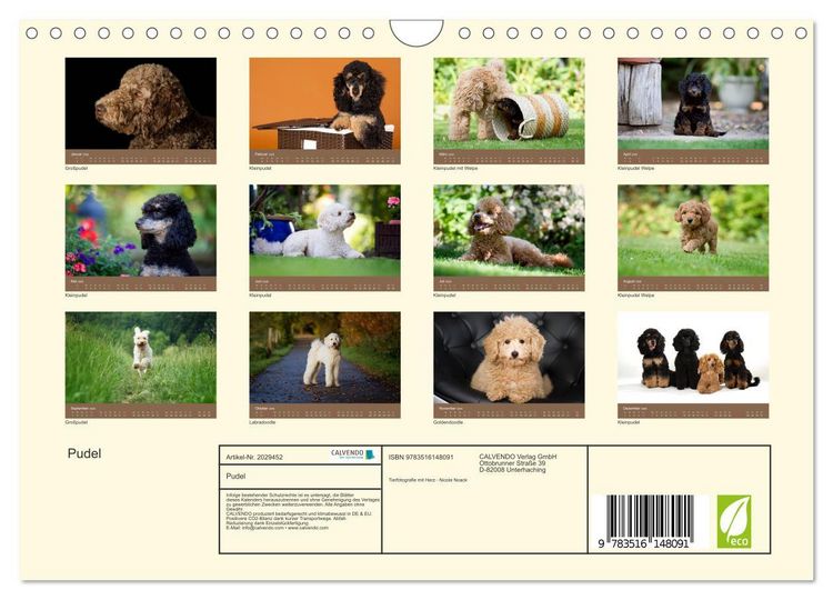 Produktbild: Pudel (Wandkalender 2026 DIN A4 quer), CALVENDO Monatskalender