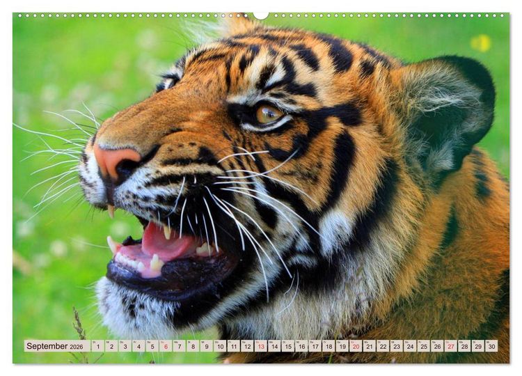 Produktbild: Tiger. Gestreift, wild u. sch&ouml;n (hochwertiger Premium Wandkalender 2026 DIN A2 quer), Kunstdruck in Hochglanz
