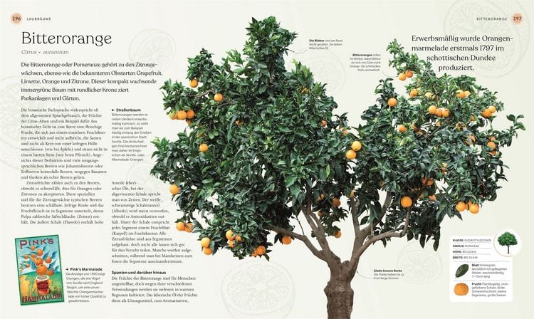 Produktbild: B&auml;ume - Eine Natur- und Kulturgeschichte