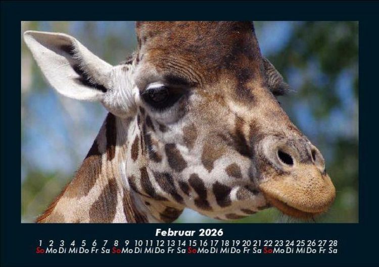 Produktbild: Giraffen 2026 Fotokalender DIN A5