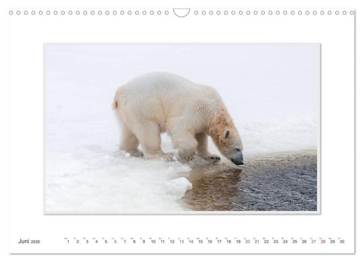 Produktbild: Emotionale Momente: Der Eisb&auml;r. (Wandkalender 2026 DIN A3 quer), CALVENDO Monatskalender