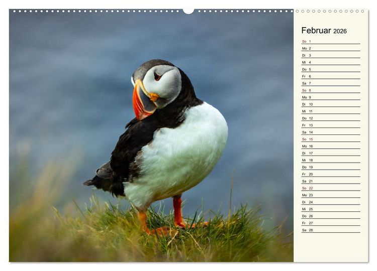 Produktbild: Die Papageientaucher von Island (hochwertiger Premium Wandkalender 2026 DIN A2 quer), Kunstdruck in Hochglanz