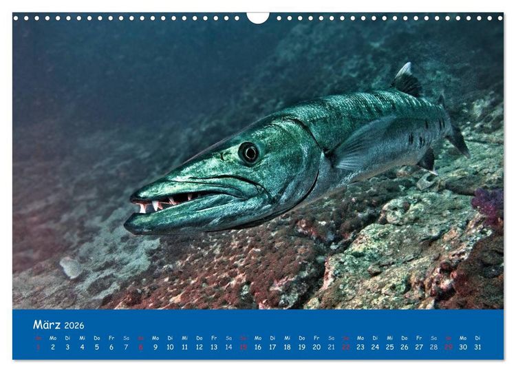 Produktbild: Unterwasserwelten (Wandkalender 2026 DIN A3 quer), CALVENDO Monatskalender