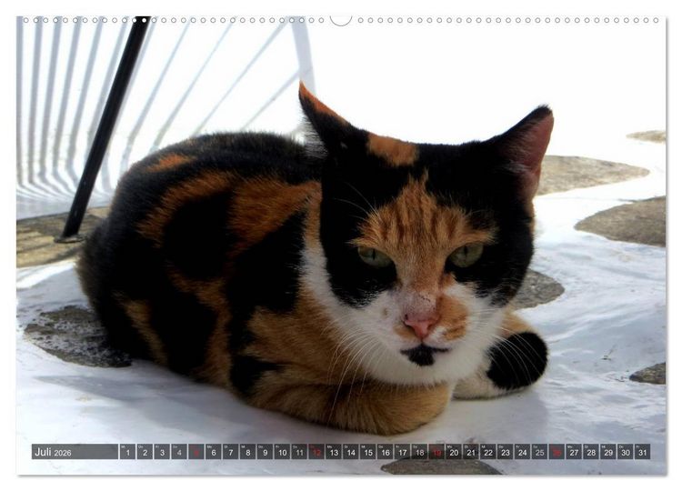 Produktbild: SAMTPFOTEN auf Mykonos (hochwertiger Premium Wandkalender 2026 DIN A2 quer), Kunstdruck in Hochglanz