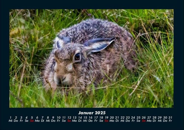 Produktbild: Waldbewohner 2025 Fotokalender DIN A4