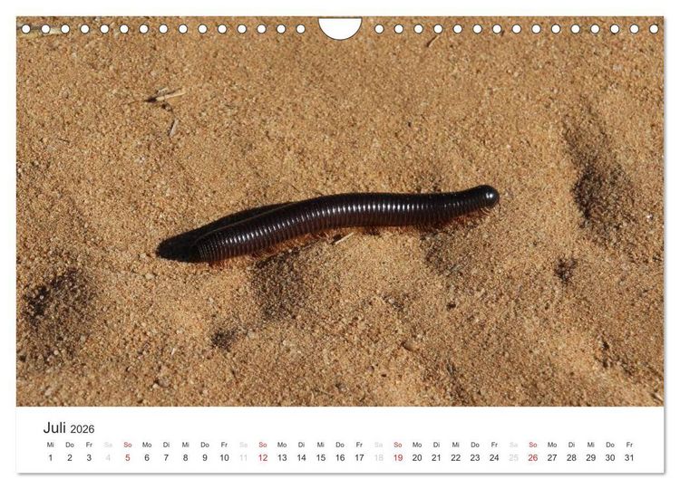 Produktbild: Namibia - Tierische Vielfalt (Wandkalender 2026 DIN A4 quer), CALVENDO Monatskalender