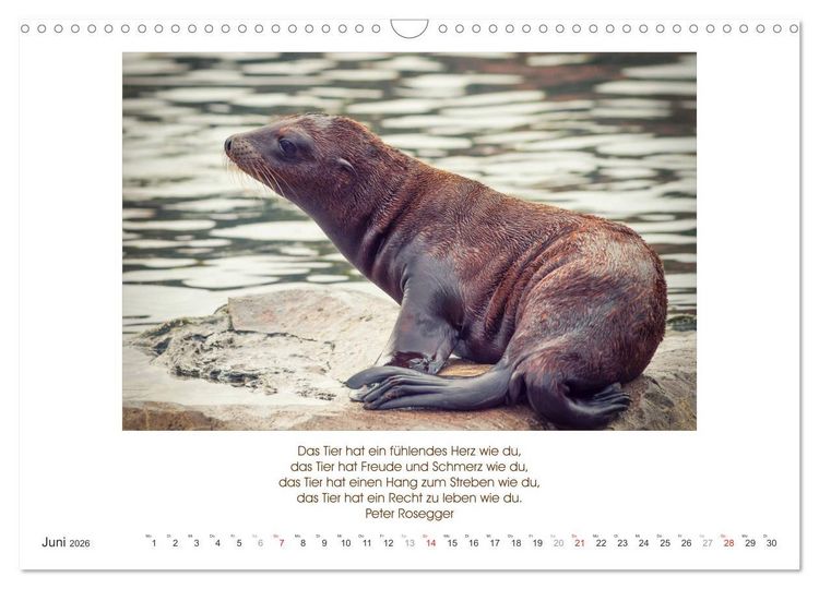 Produktbild: Der Tierkalender mit Zitaten, Weisheiten und Spr&uuml;chen (Wandkalender 2026 DIN A3 quer), CALVENDO Monatskalender