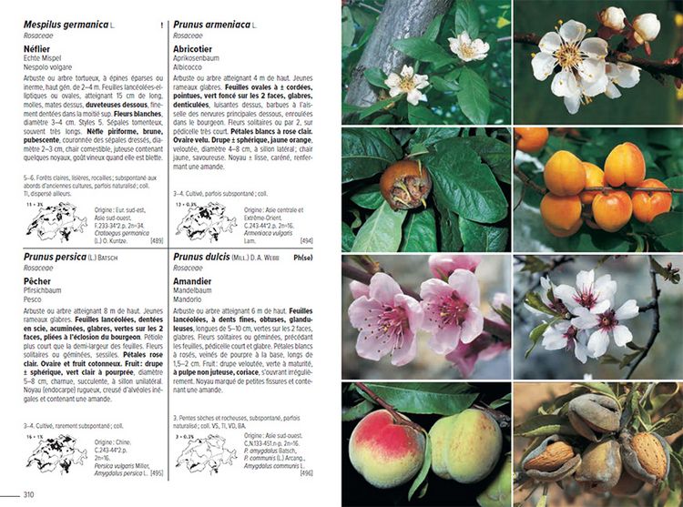 Produktbild: Flora Helvetica - Flore illustr&eacute;e de Suisse