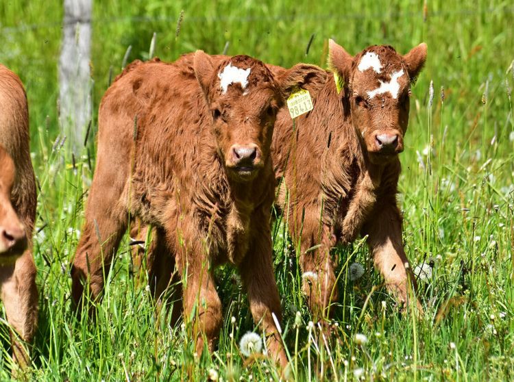 Produktbild: CALVENDO Puzzle Die beiden K&auml;lbchen hinterlassen den Eindruck, dass sie Zwillinge sein k&ouml;nnten. | 2000 Teile Lege-Gr&ouml;&szlig;e 90x67cm Foto-Puzzle f&uuml;r gl&uuml;ckl