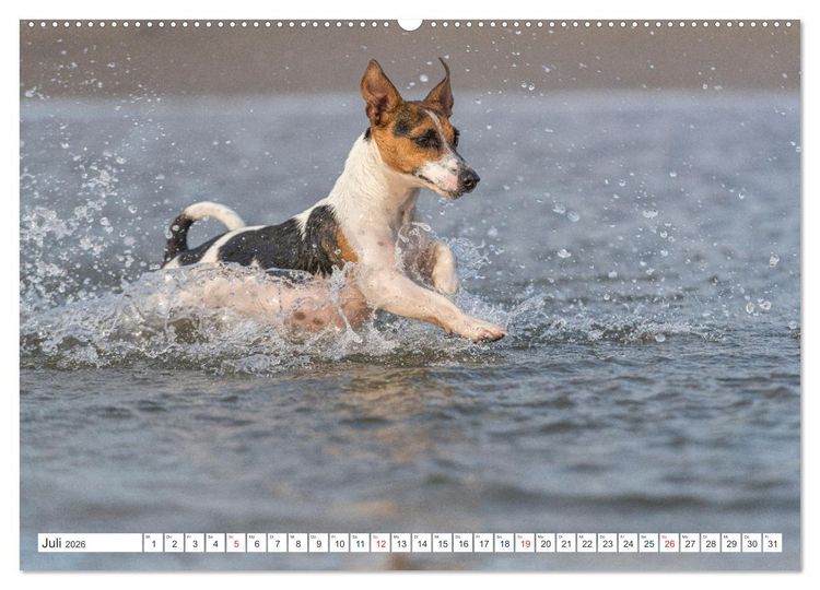 Produktbild: Jack Russell - Klein, aber oho! (Wandkalender 2026 DIN A2 quer), CALVENDO Monatskalender