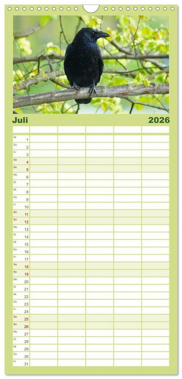 Produktbild: Familienplaner 2026 - Das Leben der Rabenv&ouml;gel mit 5 Spalten (Wandkalender, 21 x 45 cm) CALVENDO