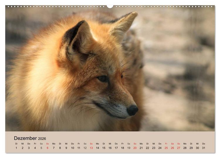 Produktbild: Der Fuchs. Bezaubernder Geselle (Wandkalender 2026 DIN A2 quer), CALVENDO Monatskalender