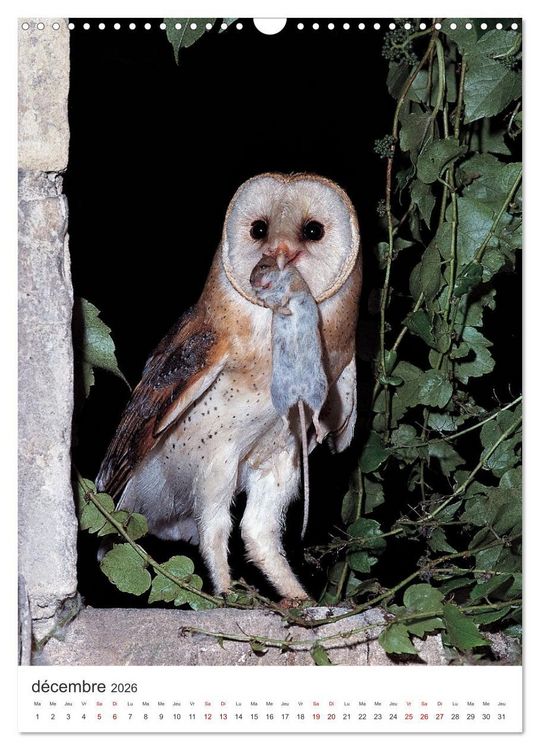 Produktbild: Une chouette de vie, les oiseaux (Calendrier mural 2026 DIN A3 horizontal), CALVENDO calendrier mensuel