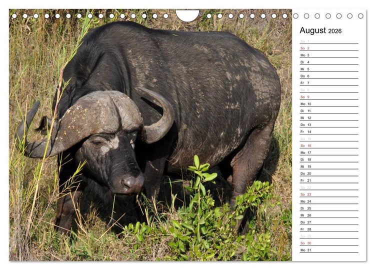 Produktbild: S&uuml;dafrika - Big 5 und mehr (Wandkalender 2026 DIN A4 quer), CALVENDO Monatskalender