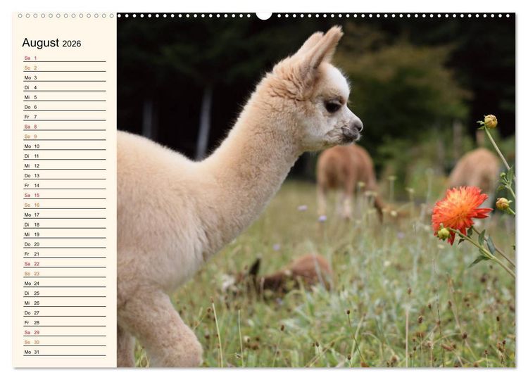 Produktbild: Alpakas im Blumenzauber (Wandkalender 2026 DIN A2 quer), CALVENDO Monatskalender