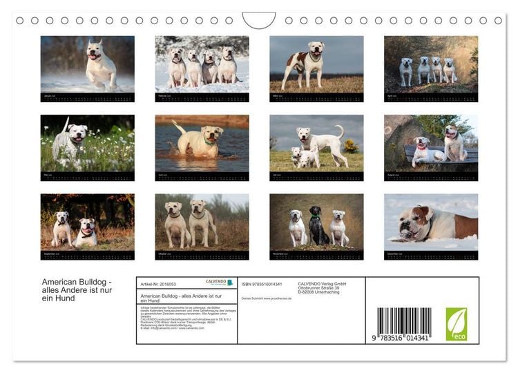 Produktbild: American Bulldog - alles Andere ist nur ein Hund (Wandkalender 2026 DIN A4 quer), CALVENDO Monatskalender