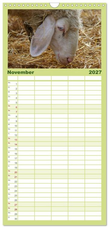 Produktbild: Familienplaner 2027 - Das Leben der Schafe mit 5 Spalten (Wandkalender, 21 x 45 cm) CALVENDO