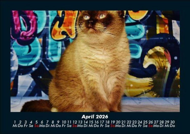 Produktbild: F&uuml;r Katzenfreunde 2026 Fotokalender DIN A5