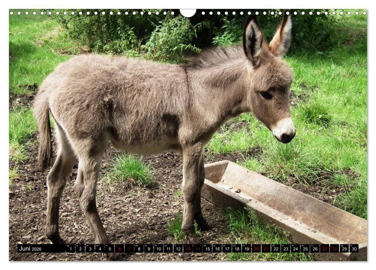 Produktbild: Haus- und Hoftiere (Wandkalender 2026 DIN A3 quer), CALVENDO Monatskalender
