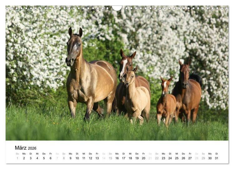 Produktbild: Pferde - Magdalena Strakova (Wandkalender 2026 DIN A3 quer), CALVENDO Monatskalender